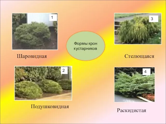 Шаровидная Стелющаяся Раскидистая Подушковидная Формы крон кустарников 1 2 3 4