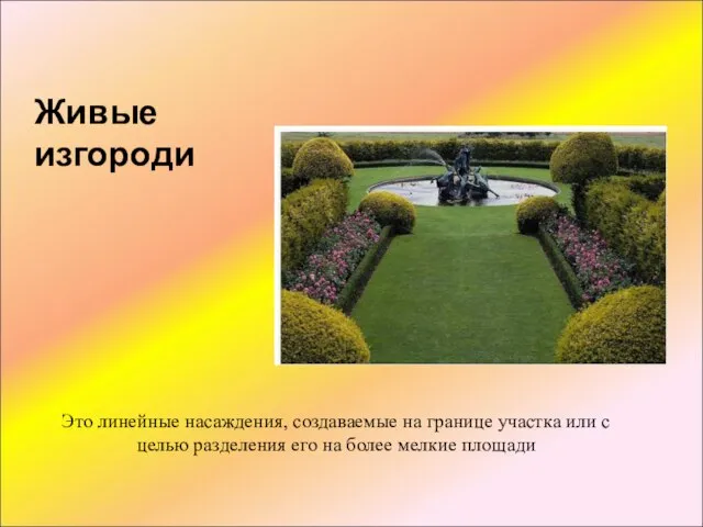 Живые изгороди Это линейные насаждения, создаваемые на границе участка или с