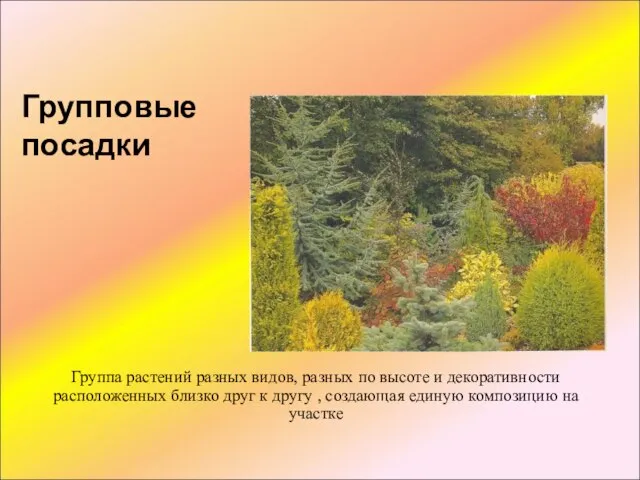 Групповые посадки Группа растений разных видов, разных по высоте и декоративности