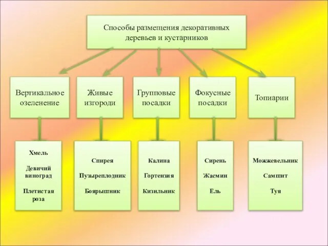 Способы размещения декоративных деревьев и кустарников Вертикальное озеленение Живые изгороди Групповые