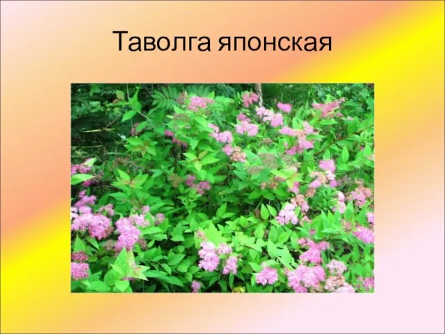 Таволга японская