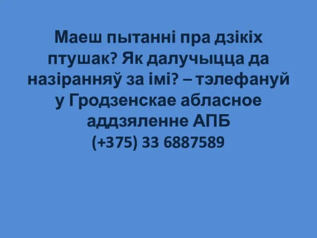 Маеш пытанні пра дзікіх птушак? Як далучыцца да назіранняў за імі?