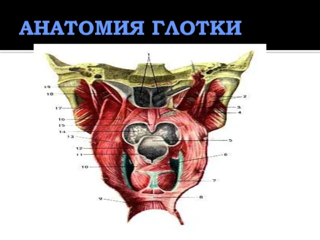 АНАТОМИЯ ГЛОТКИ