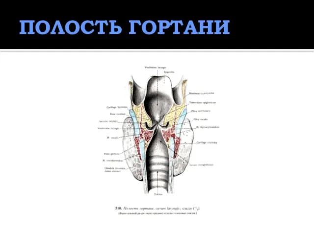 ПОЛОСТЬ ГОРТАНИ