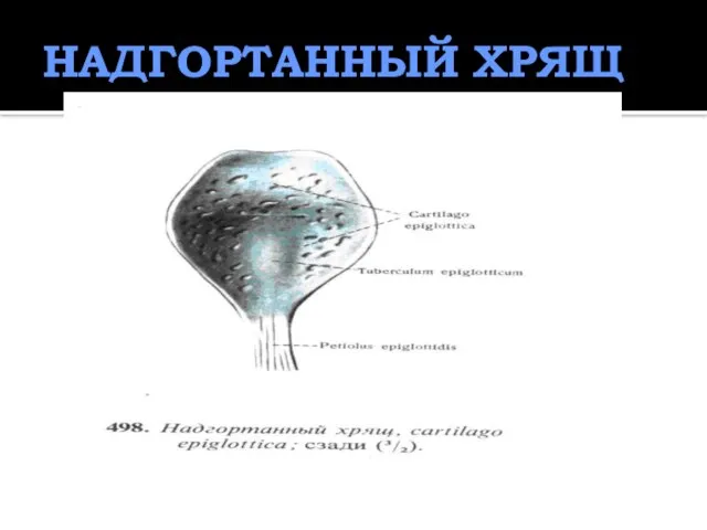 НАДГОРТАННЫЙ ХРЯЩ