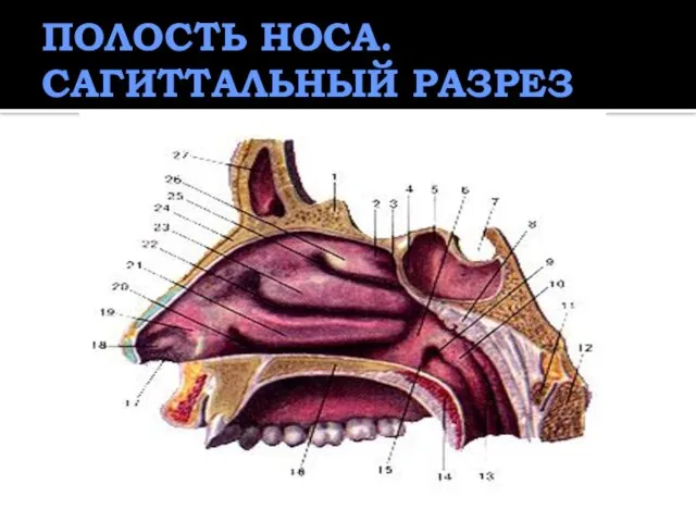 ПОЛОСТЬ НОСА. САГИТТАЛЬНЫЙ РАЗРЕЗ