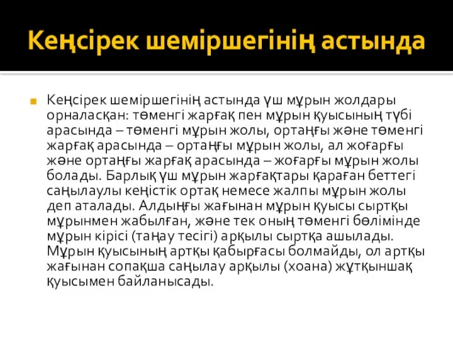 Кеңсірек шеміршегінің астында Кеңсірек шеміршегінің астында үш мұрын жолдары орналасқан: төменгі