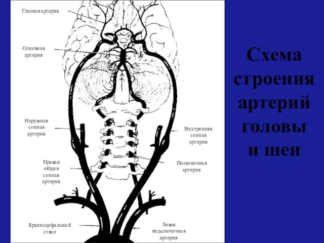 Схема строения артерий головы и шеи Глазная артерия Основная артерия Наружная