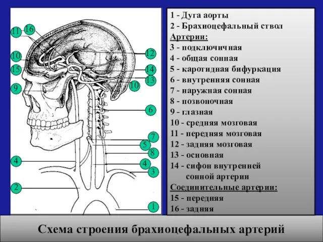 Схема строения брахиоцефальных артерий 1 - Дуга аорты 2 - Брахиоцефальный