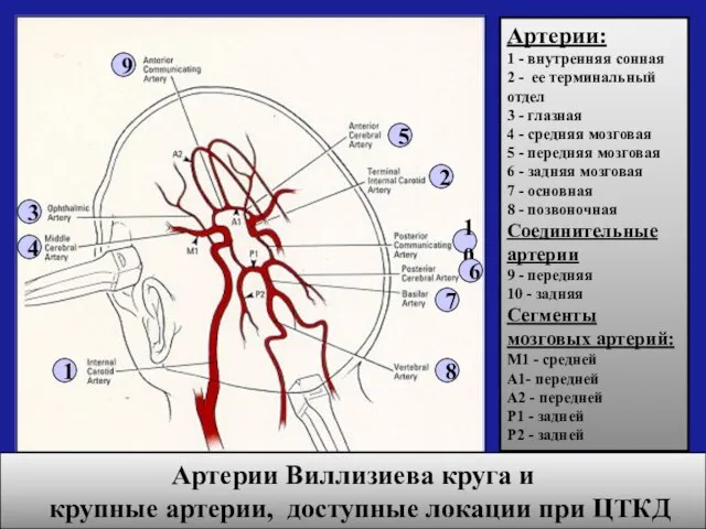 Артерии Виллизиева круга и крупные артерии, доступные локации при ЦТКД Артерии: