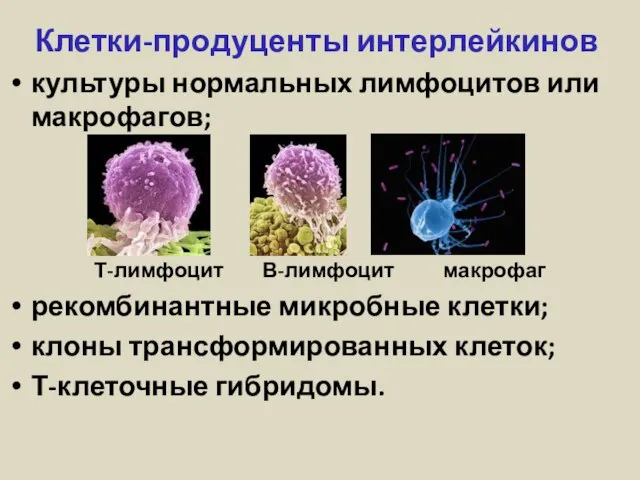 Клетки-продуценты интерлейкинов культуры нормальных лимфоцитов или макрофагов; Т-лимфоцит В-лимфоцит макрофаг рекомбинантные