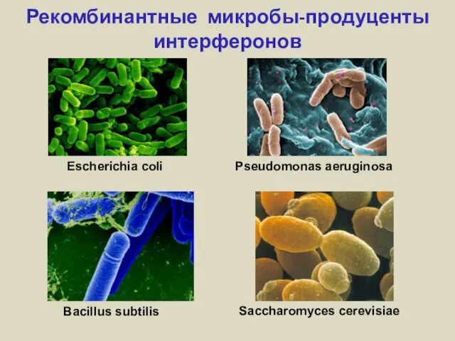Рекомбинантные микробы-продуценты интерферонов Escherichia coli Pseudomonas aeruginosa Bacillus subtilis Saccharomyces cerevisiae