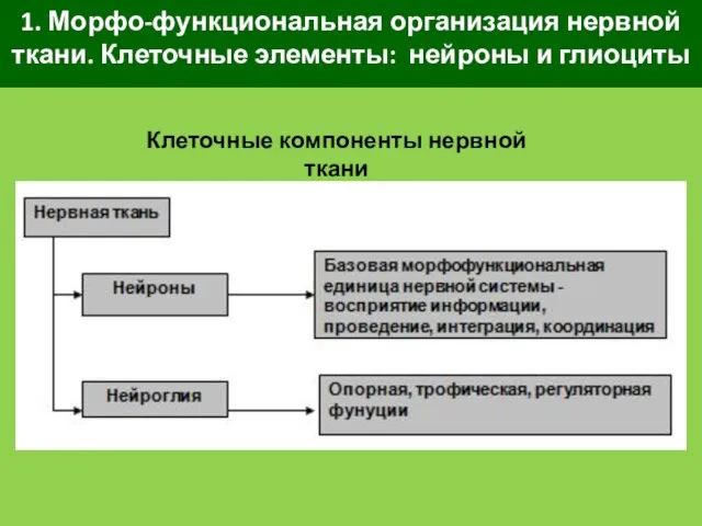 1. Морфо-функциональная организация нервной ткани. Клеточные элементы: нейроны и глиоциты Клеточные компоненты нервной ткани