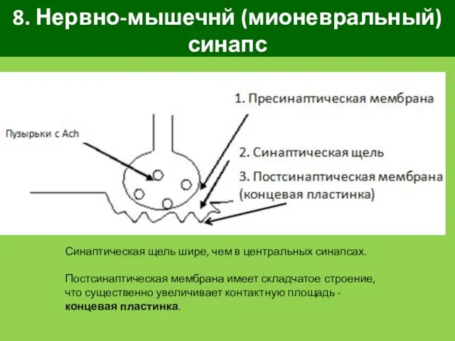 8. Нервно-мышечнй (мионевральный) синапс Синаптическая щель шире, чем в центральных синапсах.