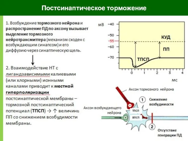 Постсинаптическое торможение