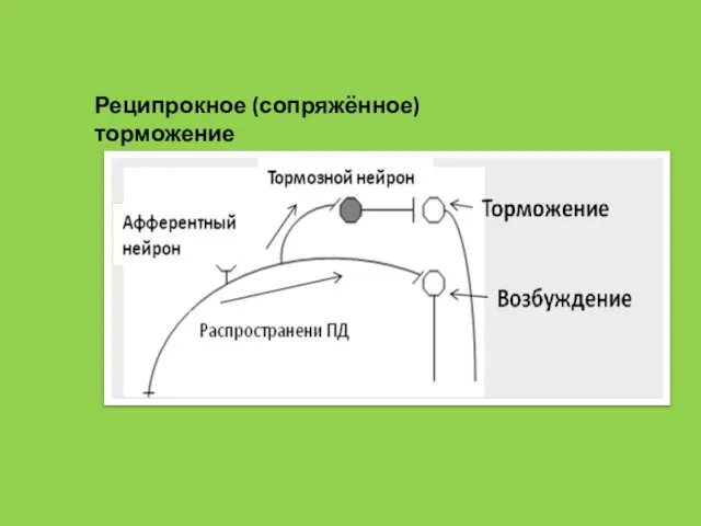 Реципрокное (сопряжённое) торможение