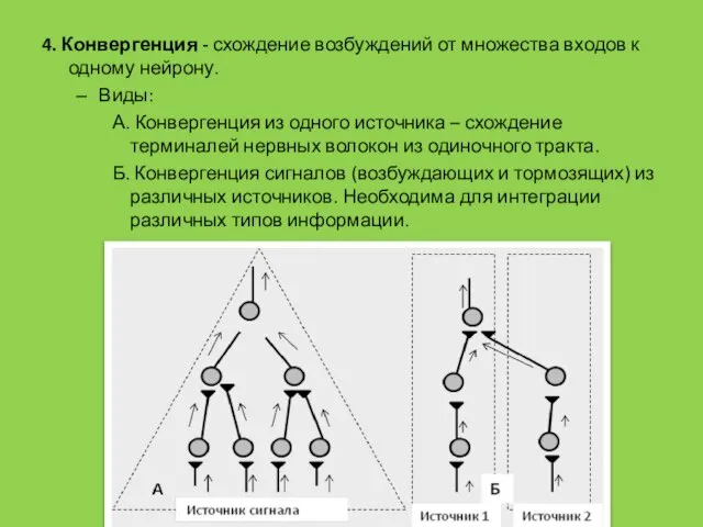 4. Конвергенция - схождение возбуждений от множества входов к одному нейрону.