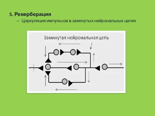 5. Реверберация Циркуляция импульсов в замкнутых нейрональных цепях