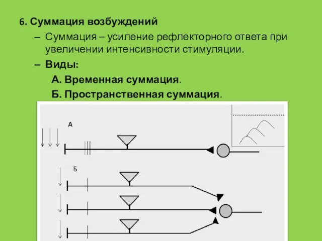 6. Суммация возбуждений Суммация – усиление рефлекторного ответа при увеличении интенсивности