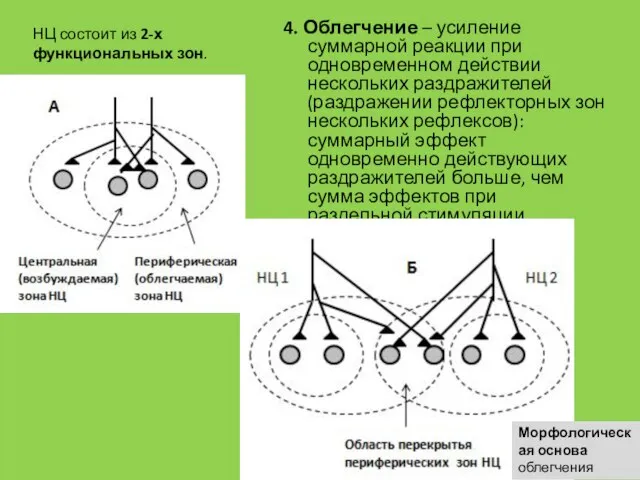 4. Облегчение – усиление суммарной реакции при одновременном действии нескольких раздражителей