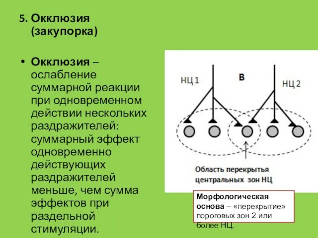 5. Окклюзия (закупорка) Окклюзия – ослабление суммарной реакции при одновременном действии