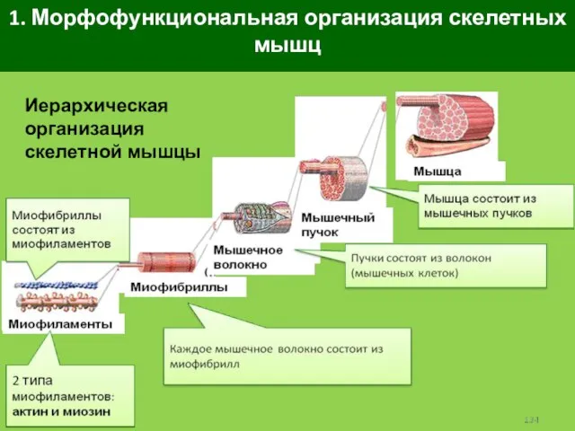 1. Морфофункциональная организация скелетных мышц Иерархическая организация скелетной мышцы