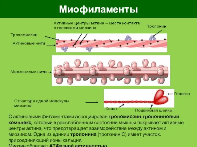 Миофиламенты С актиновыми филаментами ассоциирован тропомиозин-тропониновый комплекс, который в расслабленном состоянии