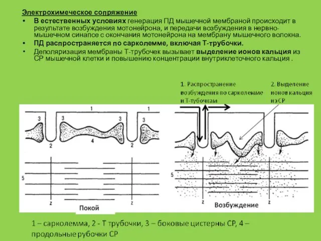 Электрохимеческое сопряжение В естественных условиях генерация ПД мышечной мембраной происходит в