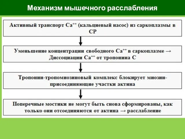 Механизм мышечного расслабления