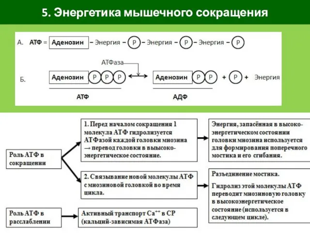 5. Энергетика мышечного сокращения