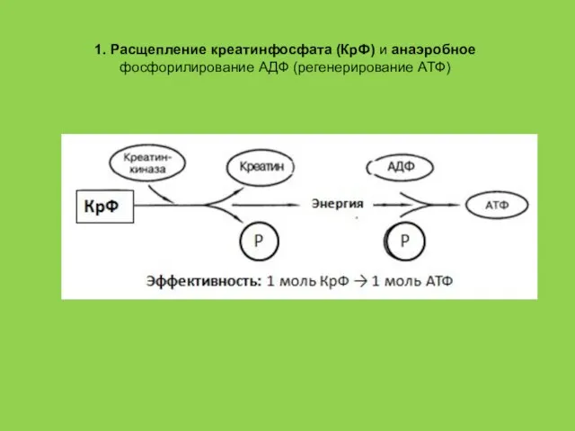 1. Расщепление креатинфосфата (КрФ) и анаэробное фосфорилирование АДФ (регенерирование АТФ)