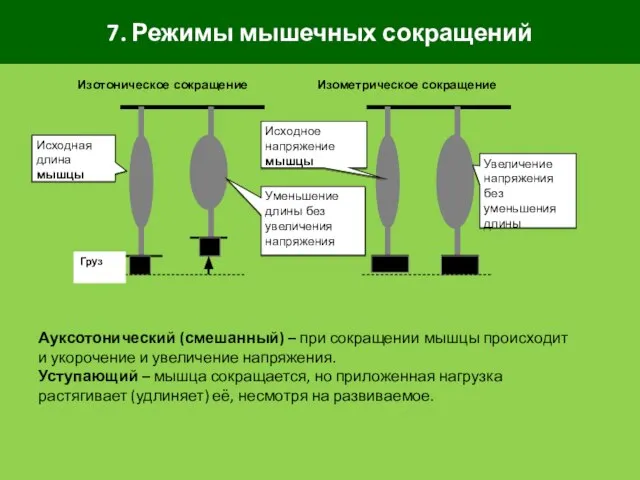 7. Режимы мышечных сокращений Ауксотонический (смешанный) – при сокращении мышцы происходит