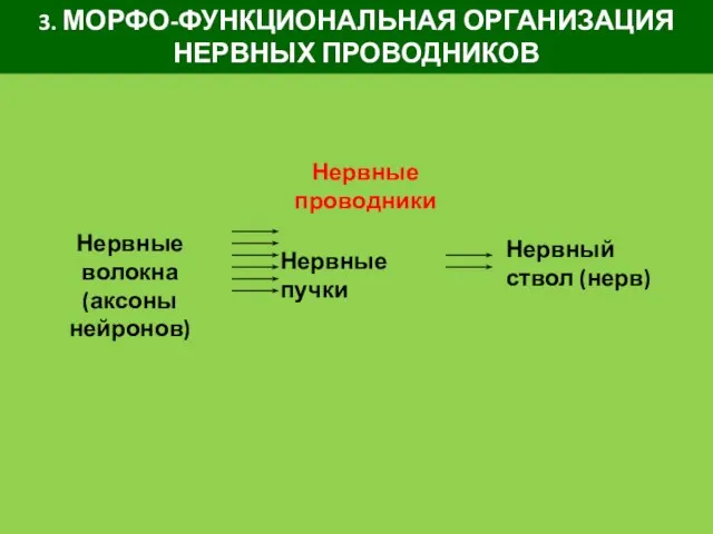 Нервные проводники Нервные волокна (аксоны нейронов) Нервные пучки Нервный ствол (нерв) 3. МОРФО-ФУНКЦИОНАЛЬНАЯ ОРГАНИЗАЦИЯ НЕРВНЫХ ПРОВОДНИКОВ