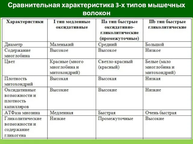 Сравнительная характеристика 3-х типов мышечных волокон