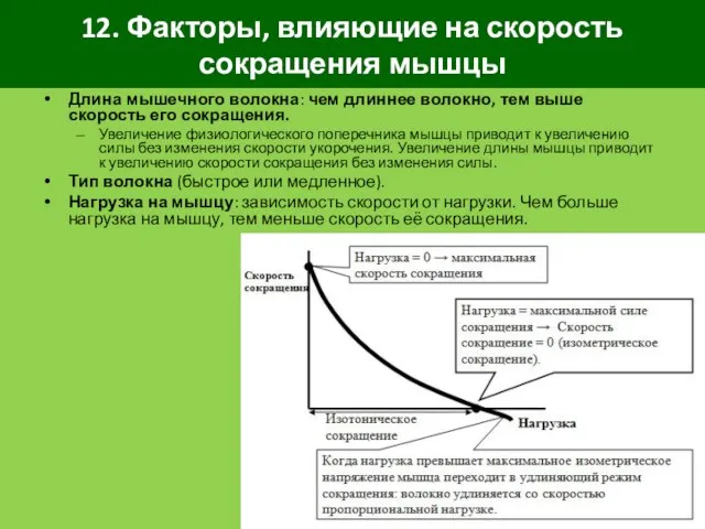 12. Факторы, влияющие на скорость сокращения мышцы Длина мышечного волокна: чем