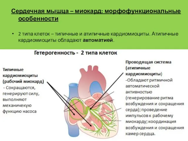 Сердечная мышца – миокард: морфофункциональные особенности 2 типа клеток – типичные