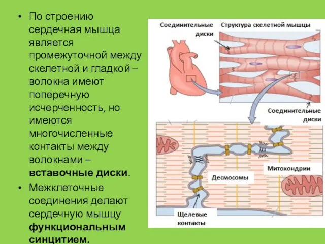 По строению сердечная мышца является промежуточной между скелетной и гладкой –