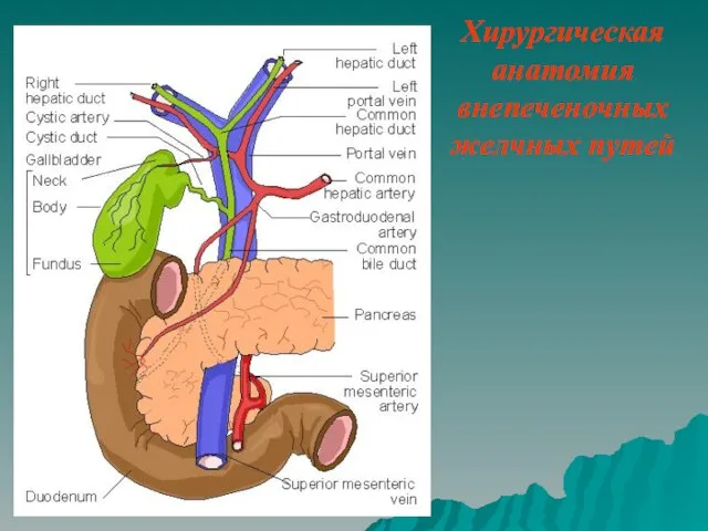 Хирургическая анатомия внепеченочных желчных путей