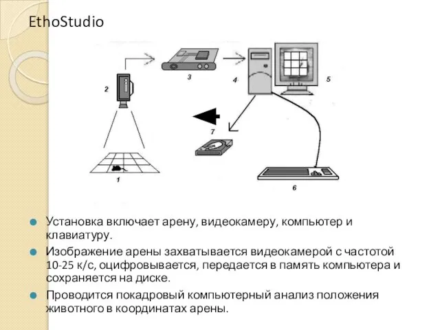 EthoStudio Установка включает арену, видеокамеру, компьютер и клавиатуру. Изображение арены захватывается