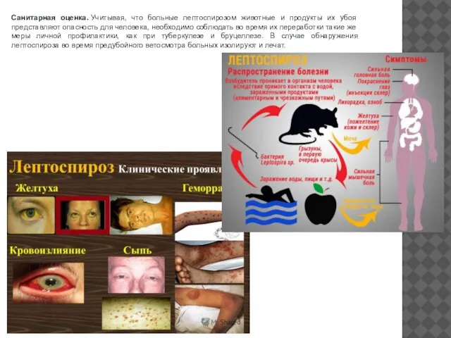 Санитарная оценка. Учитывая, что больные лептоспирозом животные и продукты их убоя