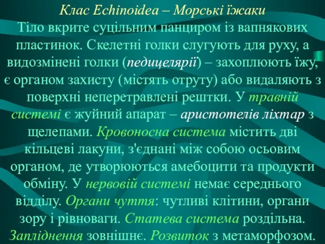 Клас Echinoidea – Морські їжаки Тіло вкрите суцільним панциром із вапнякових