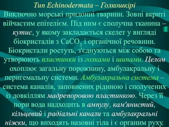 Тип Echinodermata – Голкошкірі Виключно морські придонні тварини. Зовні вкриті війчастим