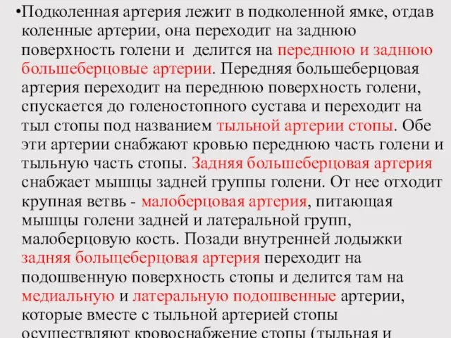 Подколенная артерия лежит в подколенной ямке, отдав коленные артерии, она переходит