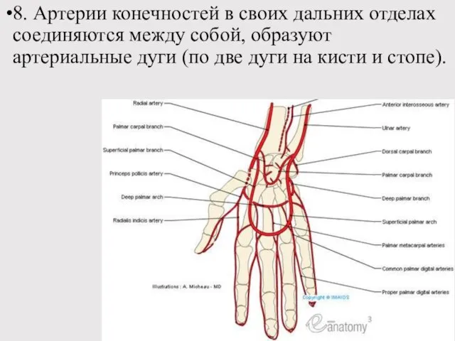 8. Артерии конечностей в своих дальних отделах соединяются между собой, образуют