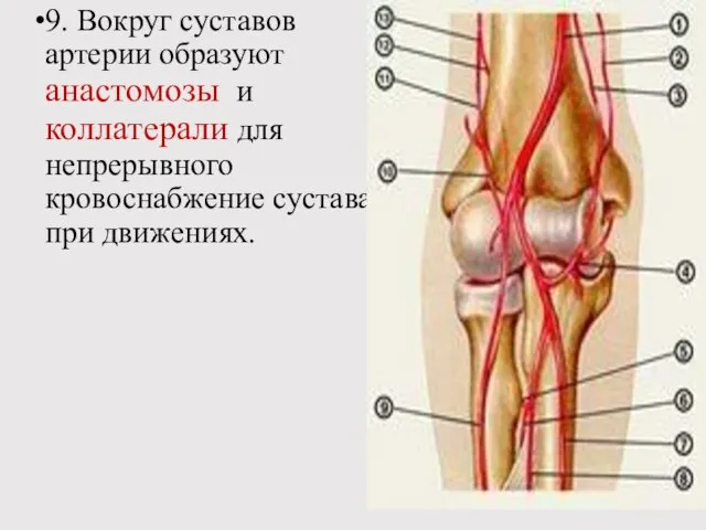 9. Вокруг суставов артерии образуют анастомозы и коллатерали для непрерывного кровоснабжение сустава при движениях.