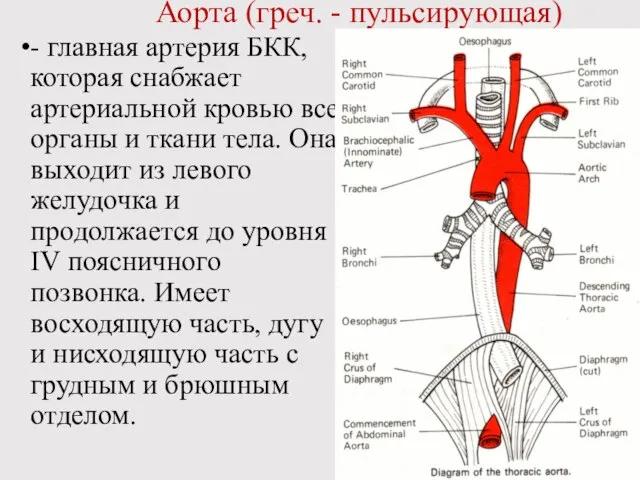 Аорта (греч. - пульсирующая) - главная артерия БКК, которая снабжает артериальной