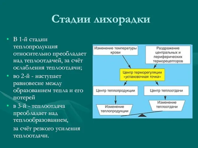 Стадии лихорадки В 1-й стадии теплопродукция относительно преобладает над теплоотдачей, за