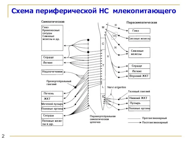 Схема периферической НС млекопитающего