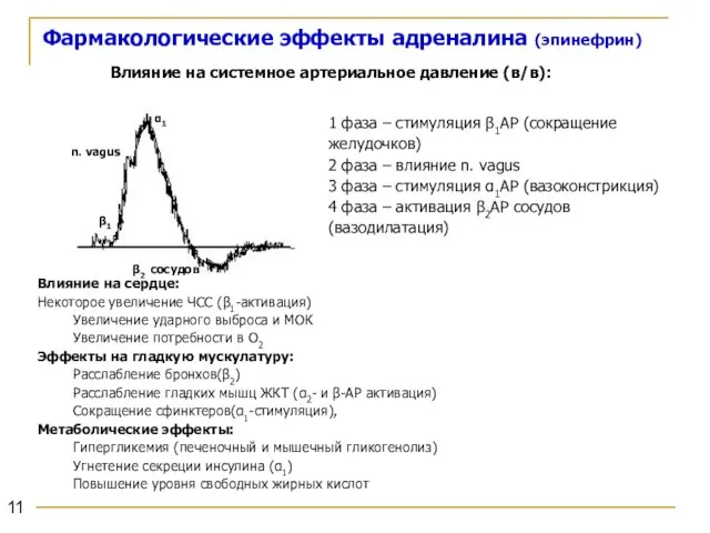 Фармакологические эффекты адреналина (эпинефрин) Влияние на системное артериальное давление (в/в): 1