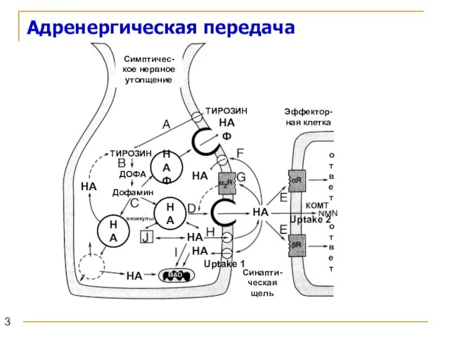 Адренергическая передача